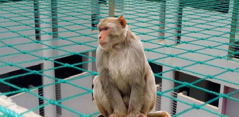 Monkey Safety Nets In Hyderabad | Call 9789148145 For Net Fixing