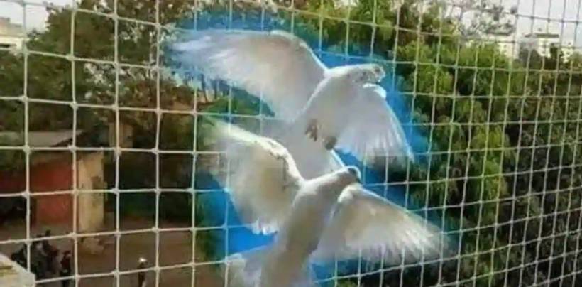 Pigeon Nets In Hyderabad | Call 9789148145 Venkateshwara Enterprises